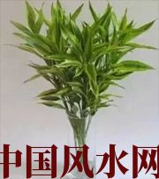 河源十二生肖养什么植物最旺财运？你知道吗！