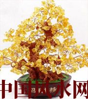 河源买了招财植物却不能发财，是方位摆错了！